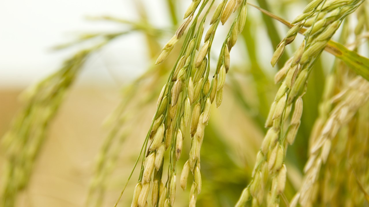 1280x720 Sustainable Rice Project 1 1280x720 Sustainable Rice Project 1