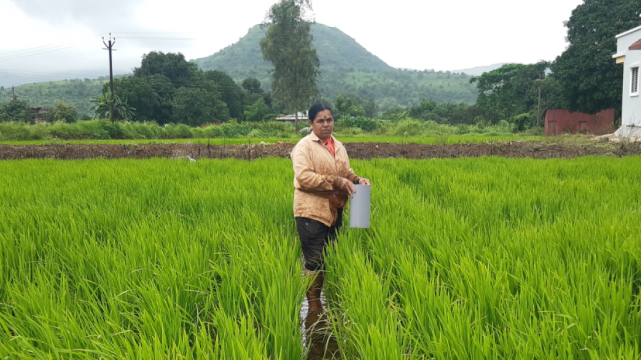 1280x720 Sustainable Rice Project 3 1280x720 Sustainable Rice Project 3
