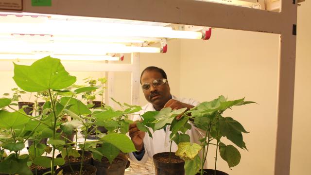 A person in a lab coat examines potted plants under fluorescent lights in a laboratory setting.