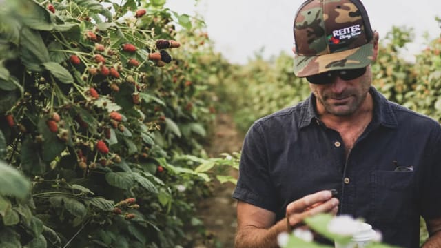 Person in a dark shirt and camo hat examines berries in a lush field.