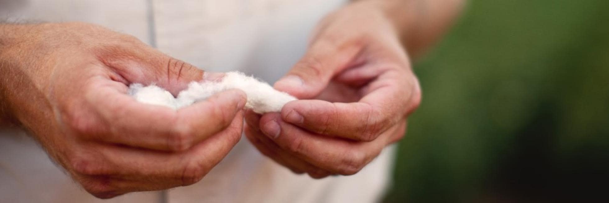 Hands holding a small amount of white cotton.