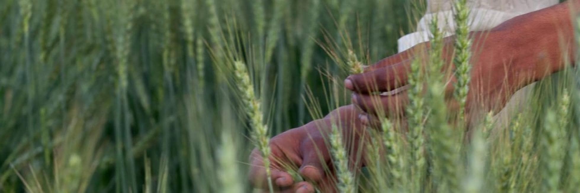 Close-up of a person's hands touching wheat stalks in a field.