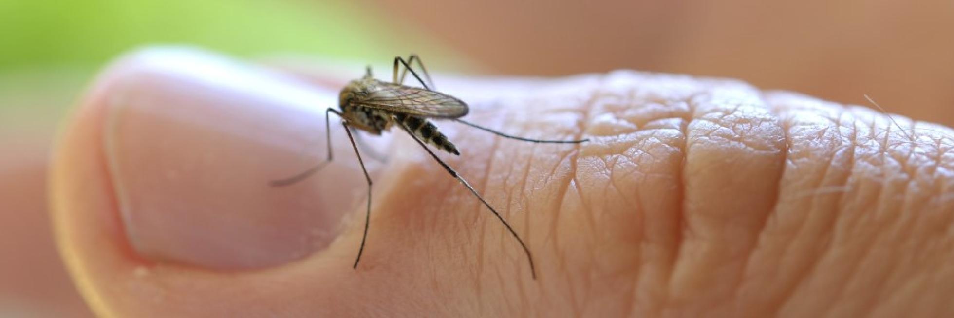 Close-up of a mosquito perched on a person's finger with visible skin texture.
