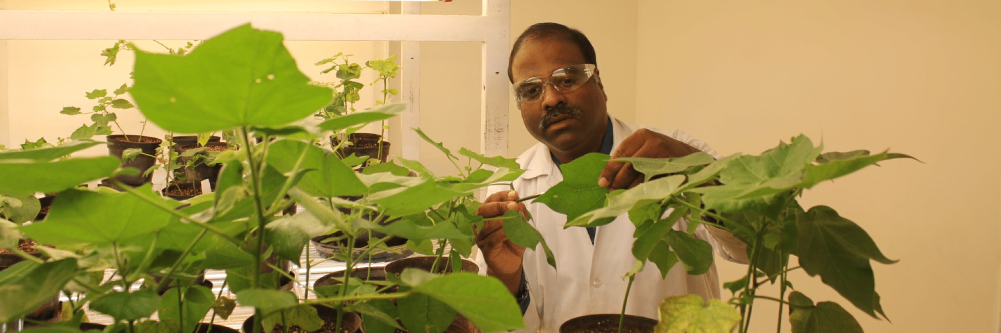 A scientist in a lab coat examines plants in a research facility under fluorescent lights.