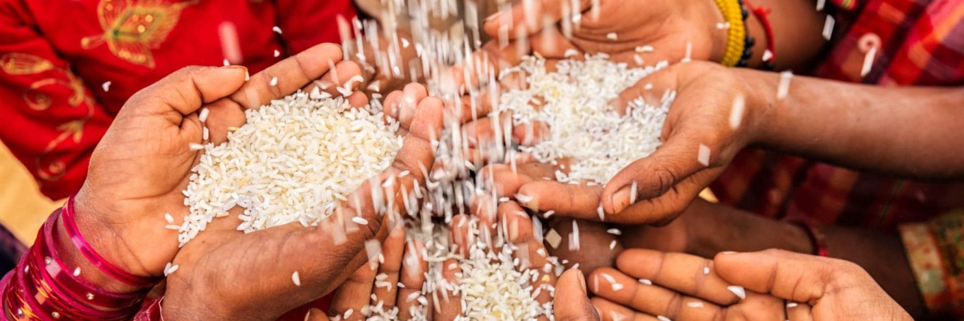 Hands of various people catching falling rice grains.
