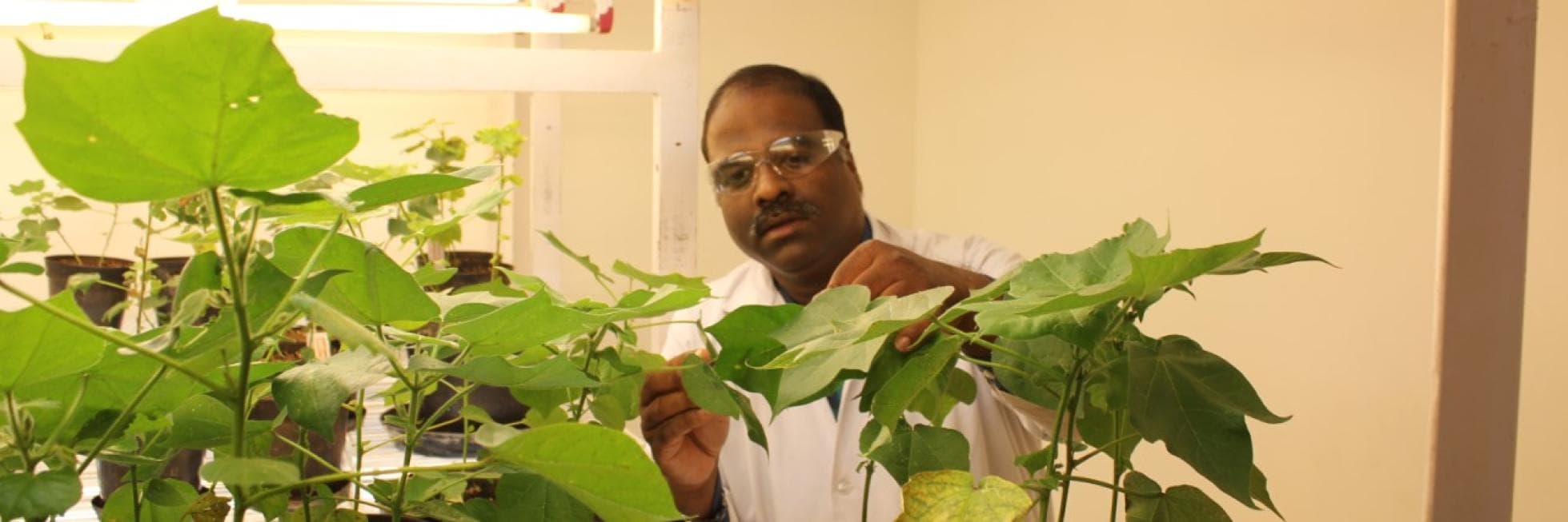 A person in a lab coat examines green plants indoors, surrounded by bright lighting.