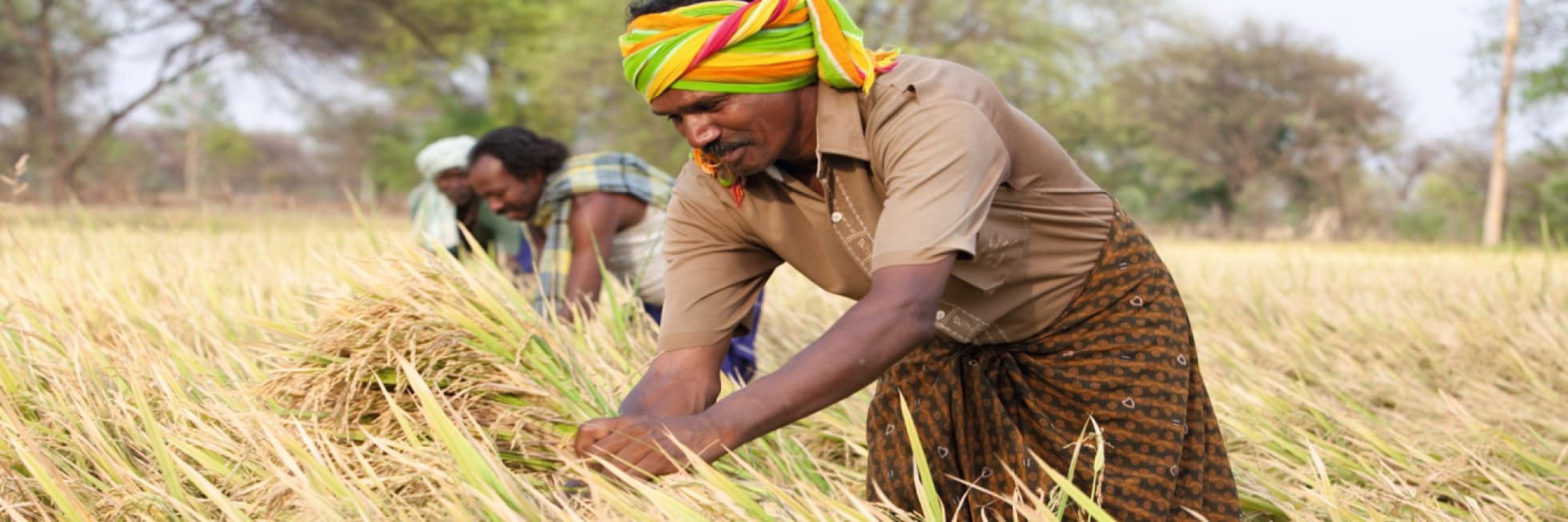 Farmers in colorful headscarves harvest rice in a field, bending over to cut stalks on a sunny day.