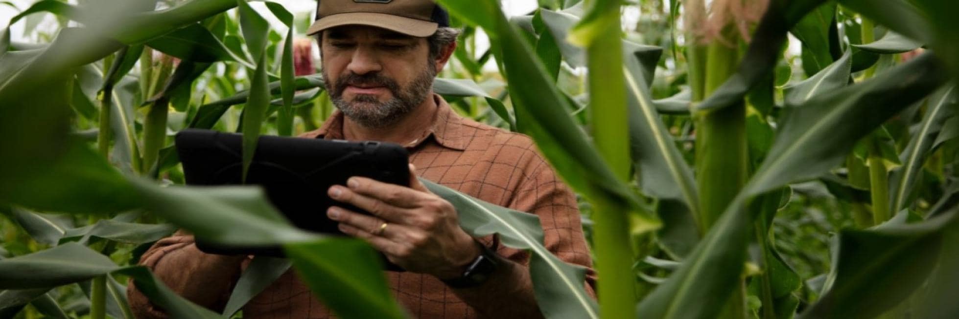 A man in a brown shirt and cap examines a tablet amid tall green corn stalks in a field.