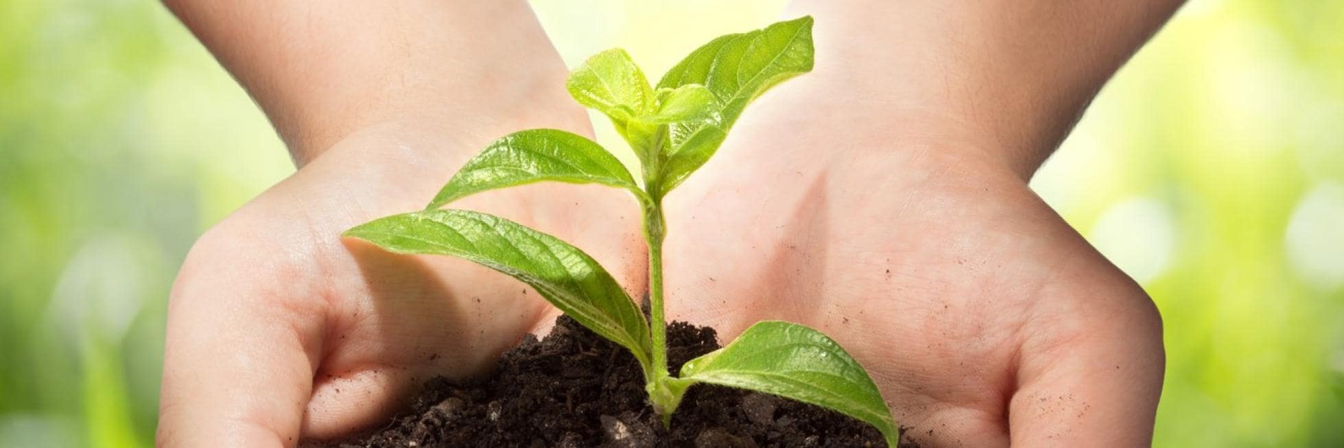 Hands gently holding a small green plant growing in soil.