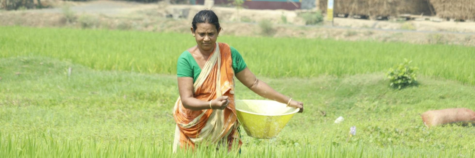A woman in a sari walks through a green field holding a yellow bowl.